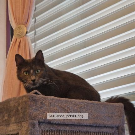 Foto einer verlorenen Katze in Frasses