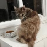 Picture of cat lost at Sauveterre Du Gard