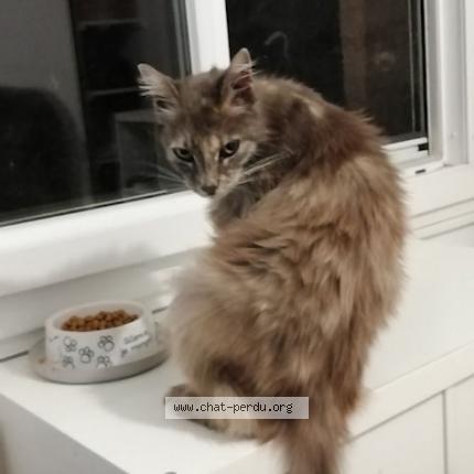 Photo 1/1 Cat reunited Lost in Sauveterre du gard