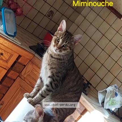 Photo 1/1 Miminouche Chat lost in Coulours
