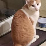 Picture of cat lost at Roquettes