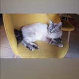 Picture of cat lost at Boulaur