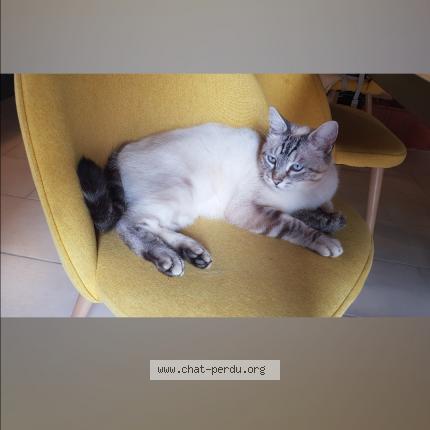 Photo 1/1 Pilou Chat lost in Boulaur