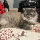 Picture of cat lost at Savigny