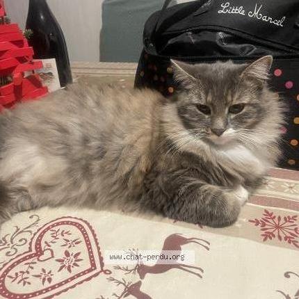 Photo 1/1 Texane Chat lost in Savigny