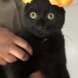 Picture of cat lost at Nantes