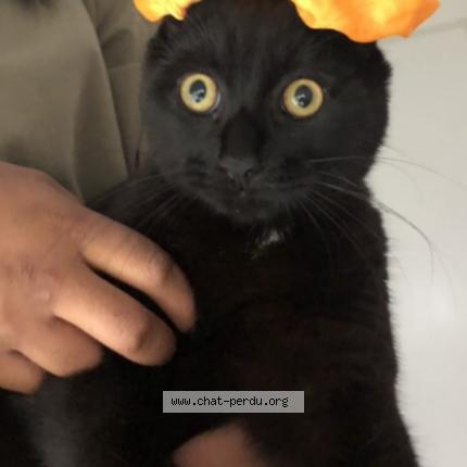 Photo 1/2 Mimot Chat lost in Nantes