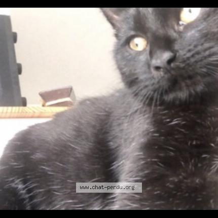 Photo 2/2 Mimot Chat lost in Nantes