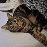 Picture of cat lost at Saint Ouen D Aunis