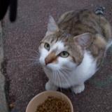 Picture of cat lost at Saumur