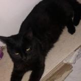 Picture of cat lost at Amiens