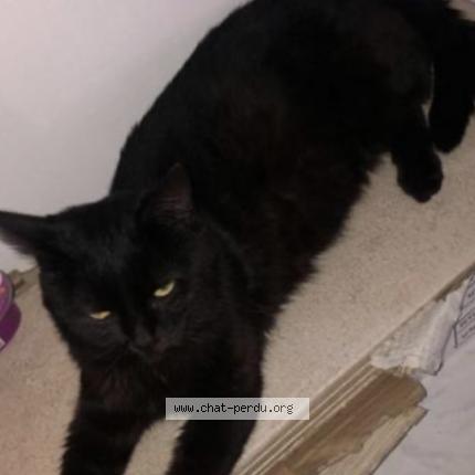 Photo 1/1 Crocmou Chat lost in Amiens