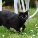 Picture of cat lost at Morainvilliers