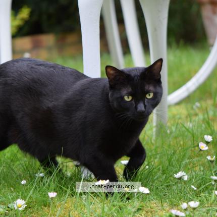 Photo 1/1 Uriane Chat lost in Morainvilliers