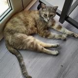 Picture of cat lost at Toulouse