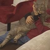 Picture of cat lost at Gemeaux