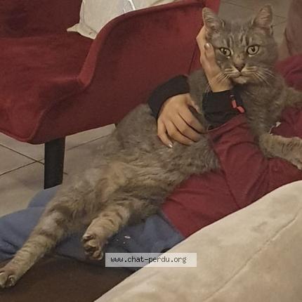 Photo 1/1 Cat reunited Lost in Gemeaux