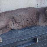 Picture of cat lost at Gemeaux