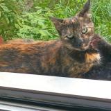 Picture of cat lost at Clermont Ferrand