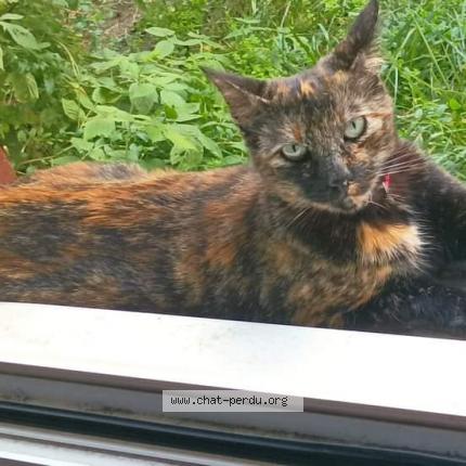 Photo 1/1 MIA Chat lost in Clermont ferrand