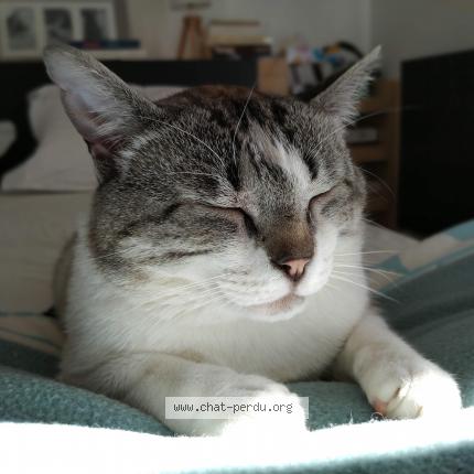 Photo 1/1 Sahel Chat lost in Sizun