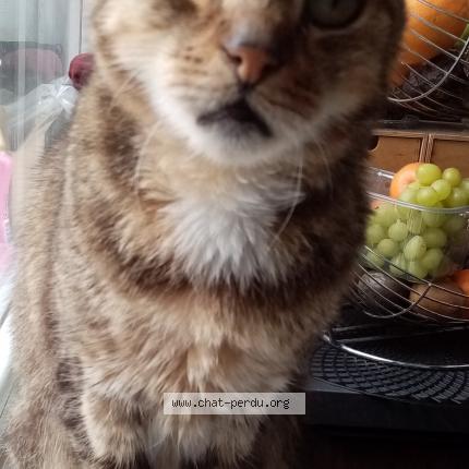 Foto 1/1 Kat teruggevonden Vermist in Ruisbroek