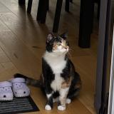 Picture of cat lost at Vernoux En Gatine