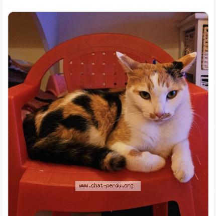 Photo 1/1 LEÏA Chat lost in Monestier