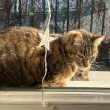 Picture of cat lost at Le Teil