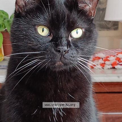 Foto van vermiste kat in Bruxelles