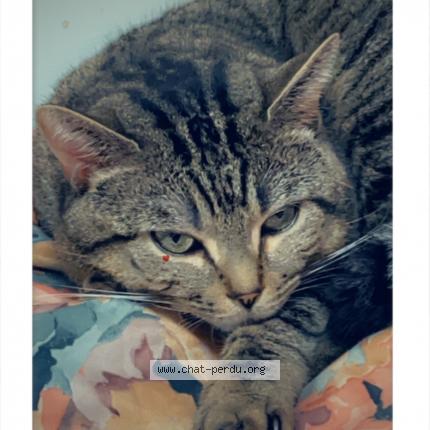 Photo 1/1 Grisouil Chat lost in Aubervilliers