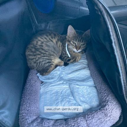 Photo 1/3 Vito Chat lost in Salbris