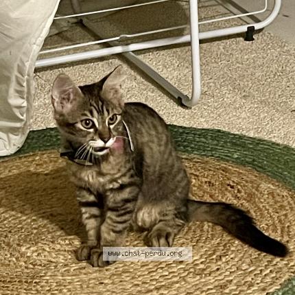 Photo 2/3 Vito Chat lost in Salbris