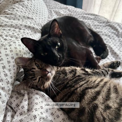 Photo 3/3 Vito Chat lost in Salbris