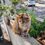 Picture of cat found at Pezenas