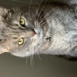 Picture of cat lost at Nohanent