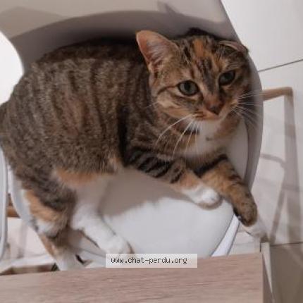 Photo 1/1 Zia Chat lost in St georges des coteaux