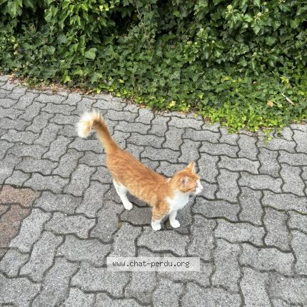 Foto 1/1 Kat teruggevonden Vermist in Bruxelles