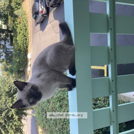 Foto 1/1 Wiedergefundene Katze Verloren in Bernex