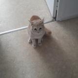 Picture of cat lost at St Martin Le Vinoux