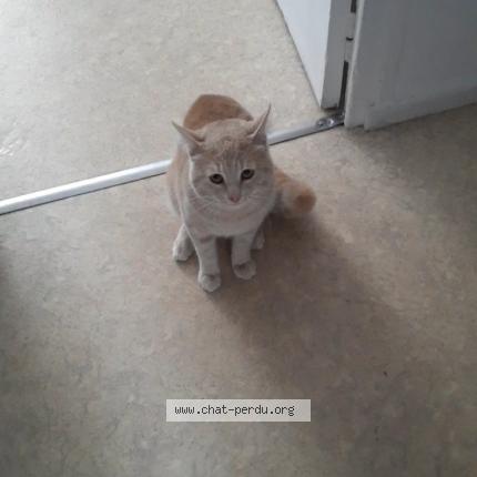 Photo 1/1 Loustique Chat lost in St martin le vinoux