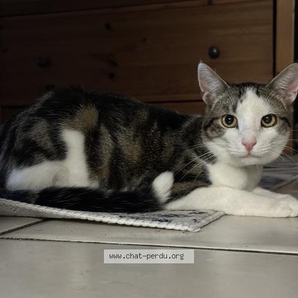 Foto 1/1 Kat teruggevonden Vermist in Liege
