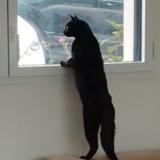 Picture of cat lost at Renac