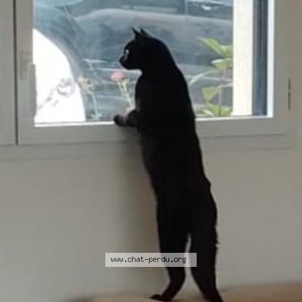 Photo 1/1 Simba Chat lost in Renac