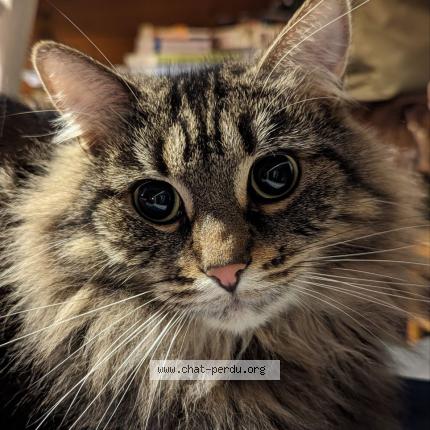 Photo 1/1 Hatechpsout Chat lost in Huriel