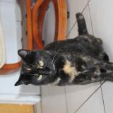 Picture of cat lost at Treogat