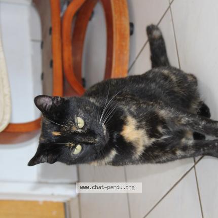 Photo 1/1 ecaille Chat lost in Treogat