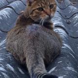 Picture of cat lost at Chatou