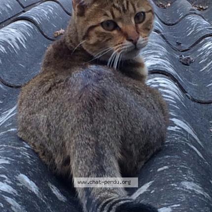 Photo 1/1 filou Chat lost in Chatou