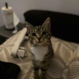 Picture of cat lost at St Ouen L Aumone